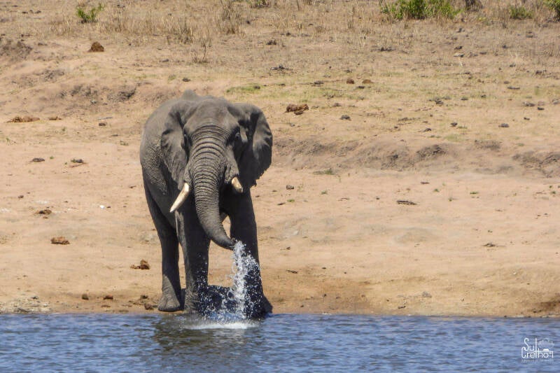 Afrikaanse savanneolifant