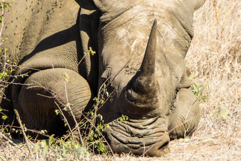 Neushoorn