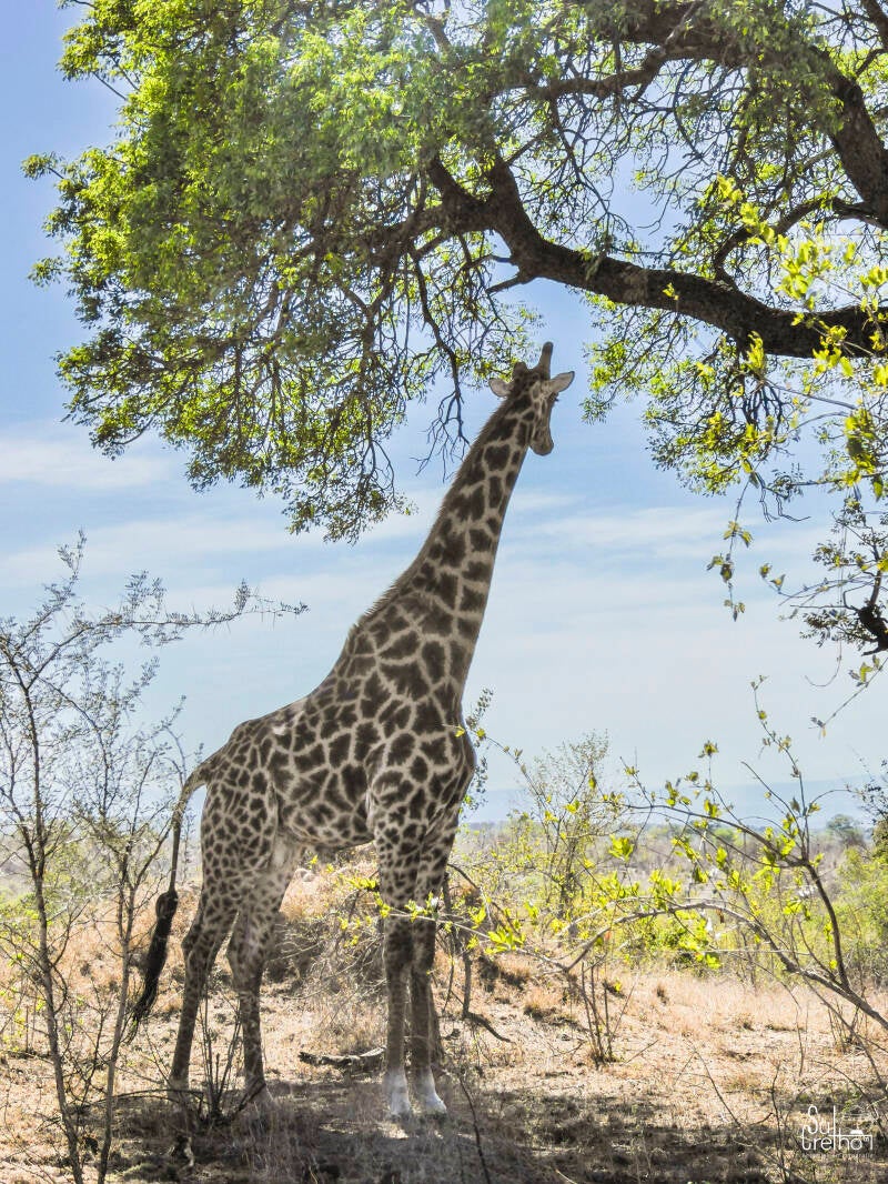 Giraffe, Zuid-Afrika