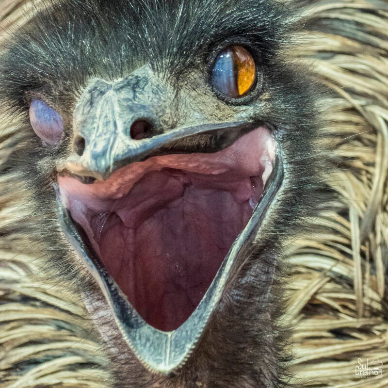 Struisvogel, Zuid-Afrika