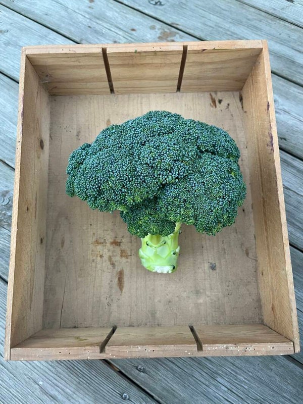 Broccoli