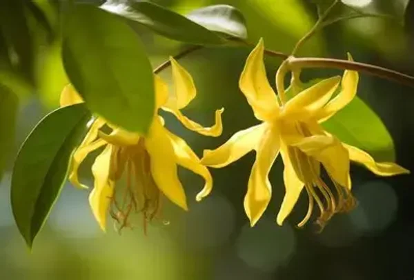 Ylang Ylang røkelse