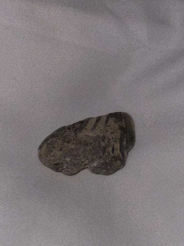 Fossile di Conchiglia