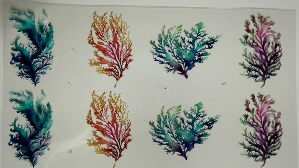 Coral
