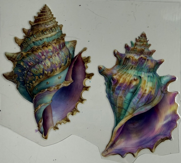 Conch Shells