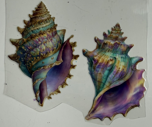 Colorful Conch Shells