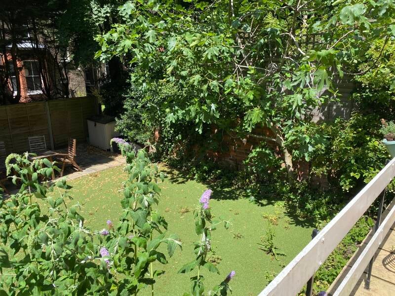 garden before tidy up in london nw6
