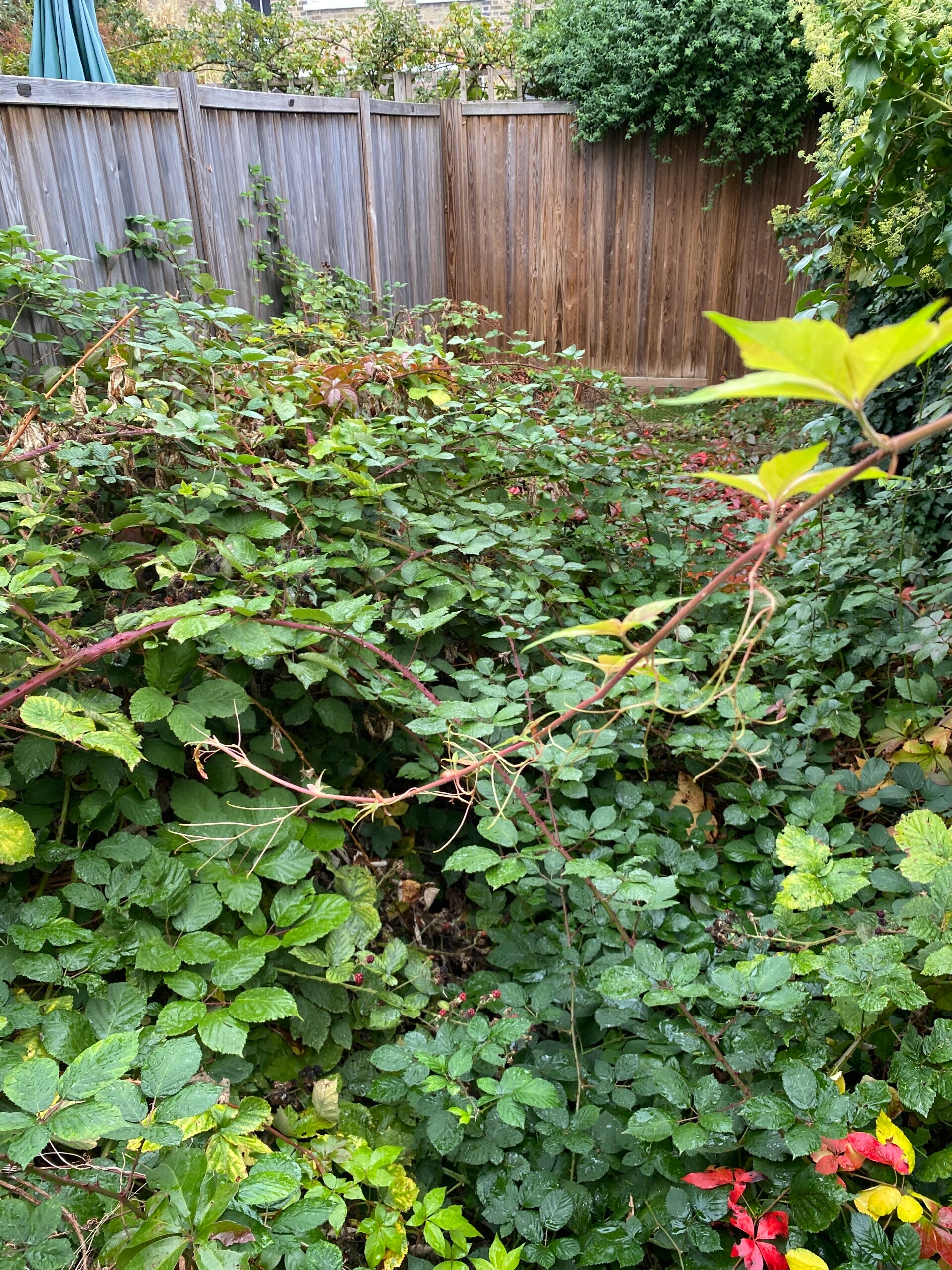 BEFORE BRAMBLE REMOVAL IN CHISWICK W4