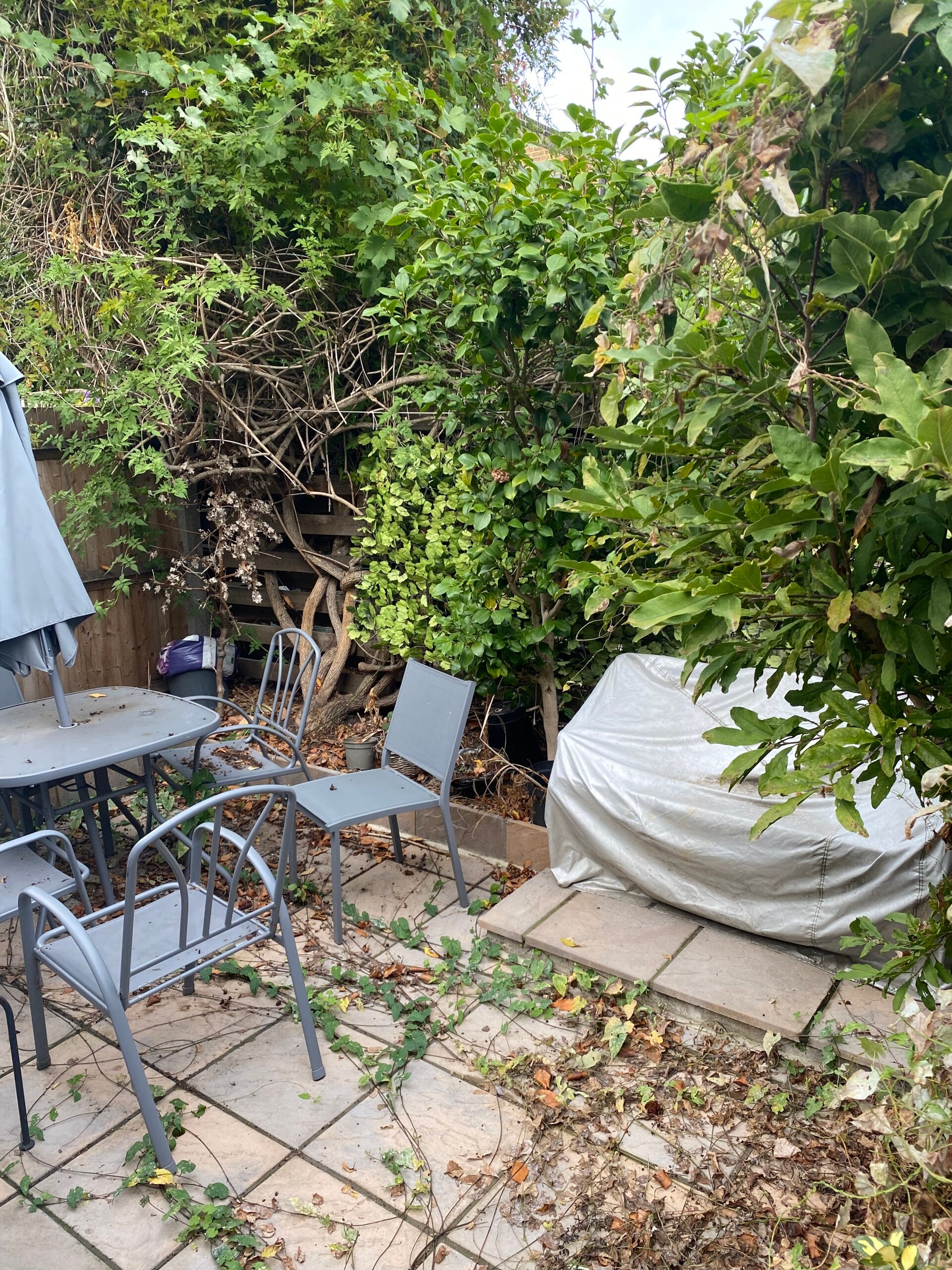 pre garden tidy up in chiswick w4