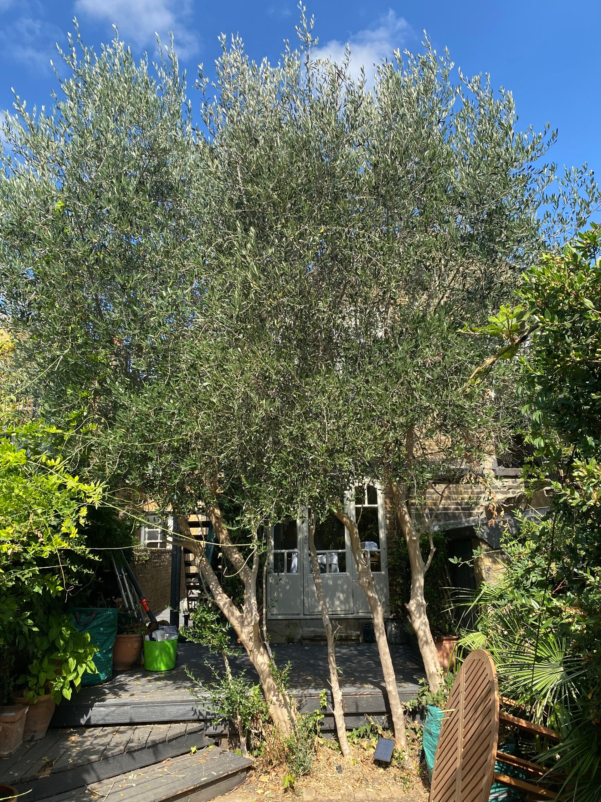 garden tidy up london nw10