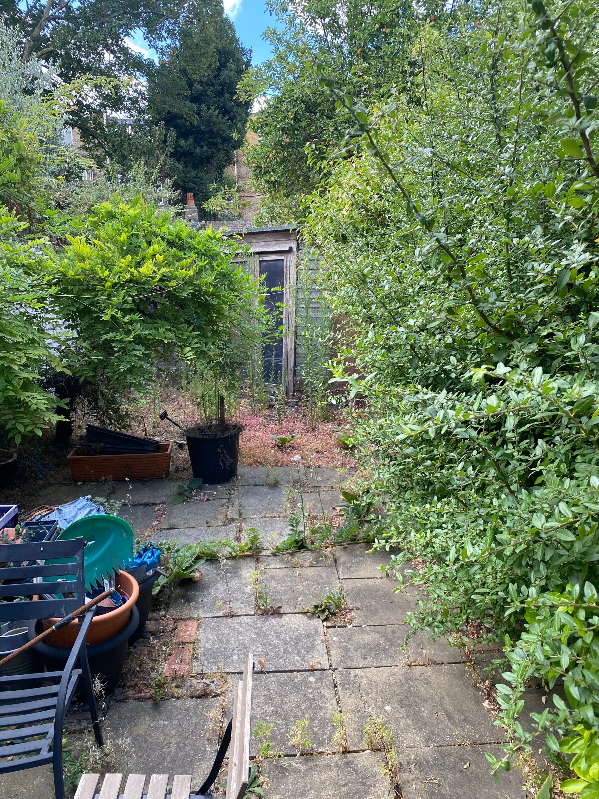 before garden tidy up in ladbroke grove w10