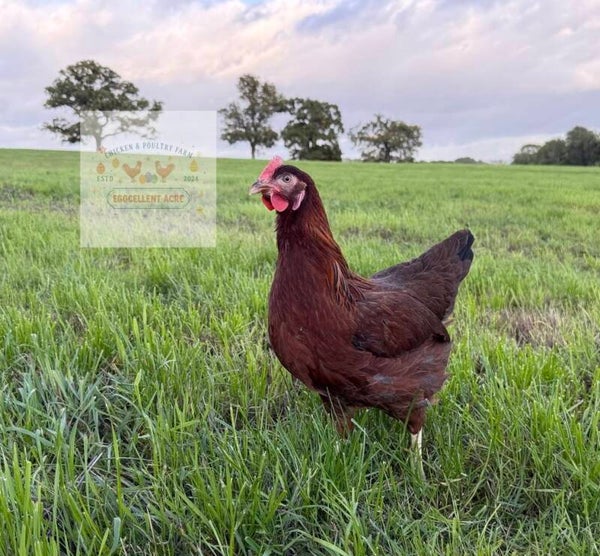 Red Partridge Leghorn