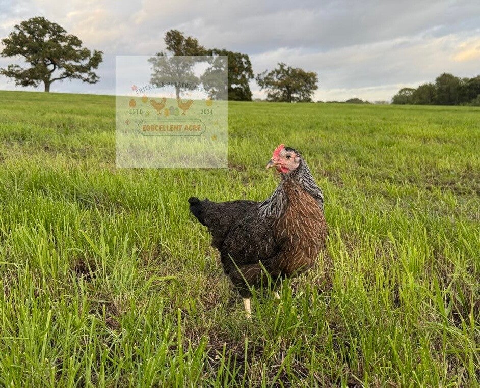 Silver Duckwing Leghorn