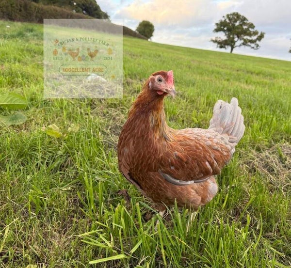 Blue Partridge Leghorn