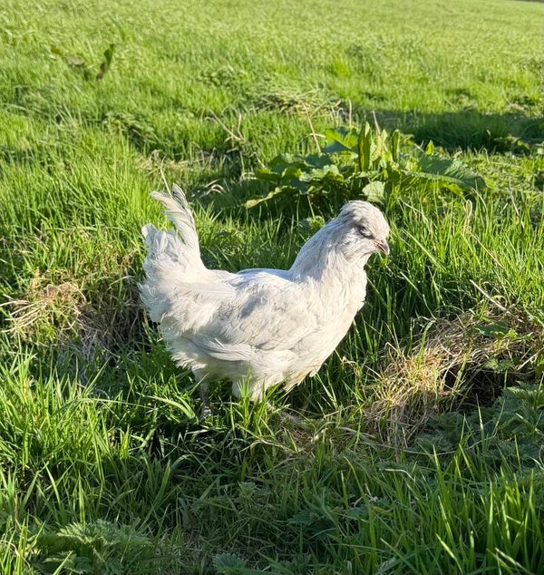 Lavender Araucana