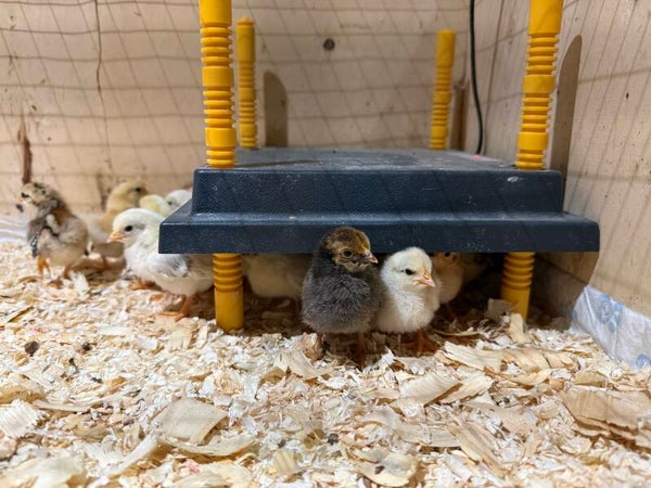 Serama Hatching Eggs