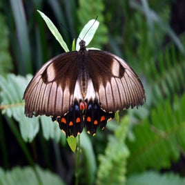 bfly1-standard.jpg