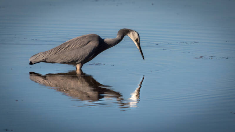 grey_heron_1-standard.jpg