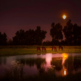 horses-in-the-moonlight-standard.jpg