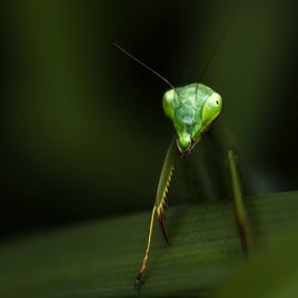 img_0045-standard.jpg