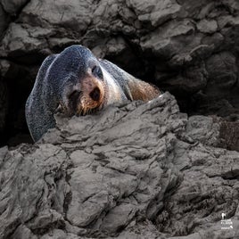 kaikoura-12-standard.jpg