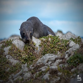 kaikoura-13-standard.jpg