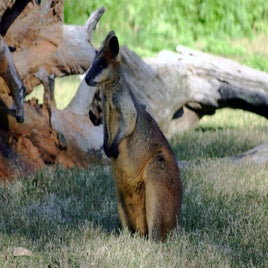 kangaroo-standard.jpg