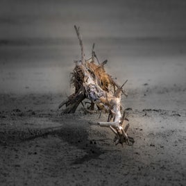 log-in-the-estuary-standard.jpg