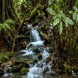 pelorus-bridge-05-standard.jpg