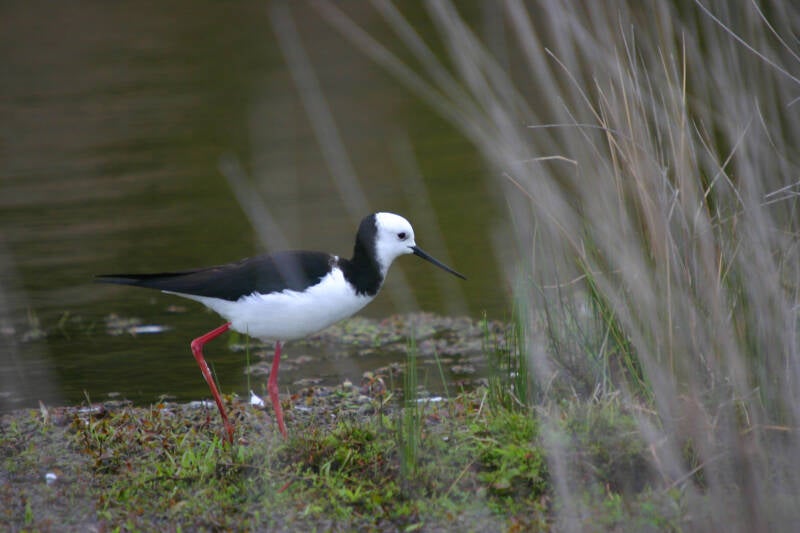 pied-stilt-13-standard.jpg