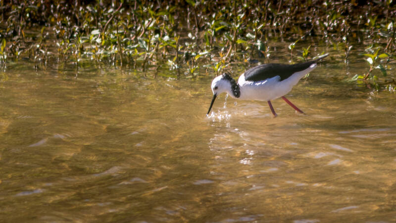 pied_stilt_2-standard.jpg