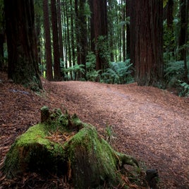redwoods_7-standard.jpg
