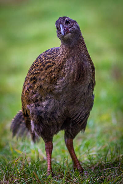 weka_1-standard.jpg
