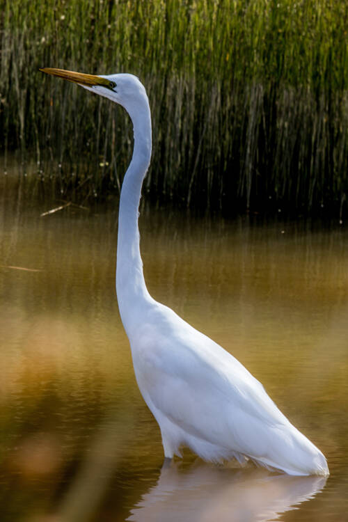white_heron_2-standard.jpg