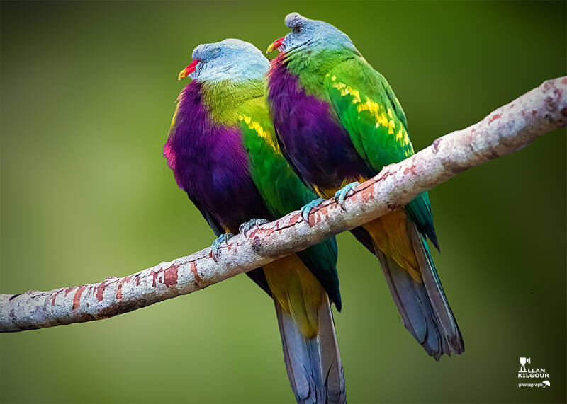 wompoo-fruit-dove-standard.jpg