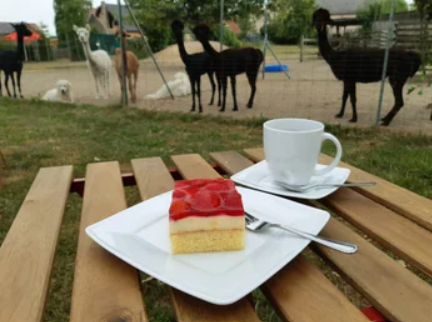 cafe_rainbowalpakas