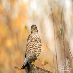 dsc_99243.jpg