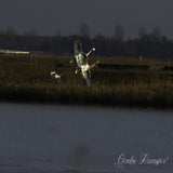 DSC_48092.jpg
