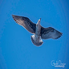 dsc_48452.jpg