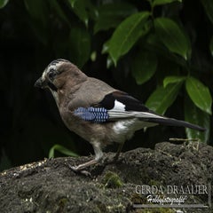 dsc_10112.jpg