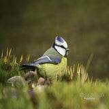 DSC_59462.jpg