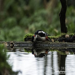 dsc_70672.jpg