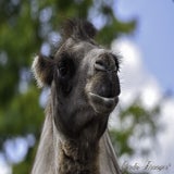 Wildlands 12-07-2020