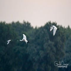 dsc_37992.jpg