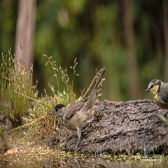 dsc_35092.jpg