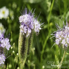 dsc_13232.jpg