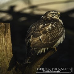 dsc_68382.jpg