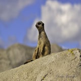 Wildlands 12-07-2020
