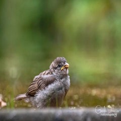dsc_35032-1.jpg