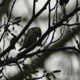 DSC_52732.jpg